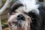 New Pictures of Gizmo