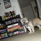 Teddy