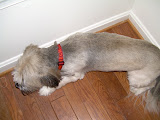 Teddy in the corner, he is very camera shy.  He runs away whenever he hears the camera.