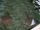 More baby stingrays.