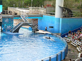 One of the Orcas.