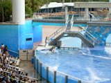 More of the orcas.