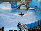 Look it's a fin.