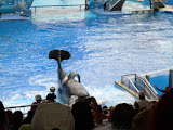 Orca coming back up to say hi.