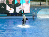 I wonder how many trainers they went through before the orca learned they aren't food.