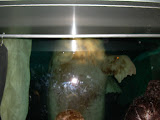 Walrus half underwater