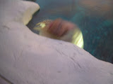 Camera doesn't like taking pictures through glass with low light.
