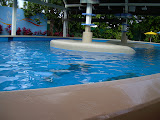 More of the baby dolphins.