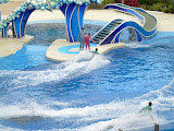 Trainer riding dolphins.