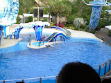 More of them preparing the dolphins.