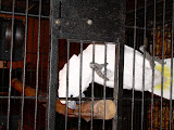White macaw in a cage. (The bird is on its side)