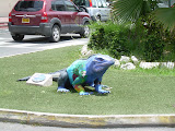 Iguana statute in a small patch of land, they had them scattered all around the island.