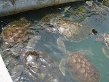 They had a tendency to swarm at the corners of the tank attempting to escape.