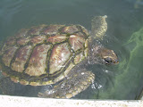 Turtle surfacing.