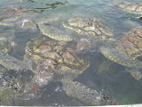 Grand Cayman 053.JPG