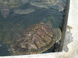 More turtles swarming.