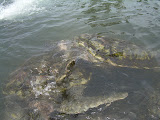 Grand Cayman 058.JPG