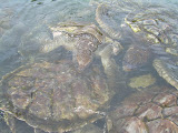 Maybe they're my new manatees....
