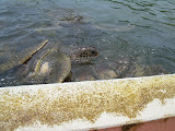 Grand Cayman 068.JPG