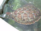 Grand Cayman 080.JPG