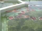 More baby turtles.
