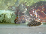 Grand Cayman 090.JPG