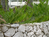Camouflaged iguana.