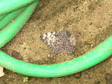 Butterfly on the ground that I almost stepped on.