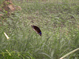 This one is black with a hint of blue.