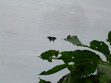 Green and black butterfly.