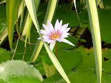 Not a butterfly, but a pretty plant.