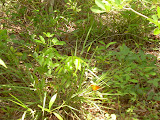Cute orange butterfly among the foliage.