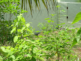 Where's Waldo? Or in this case, iguana.