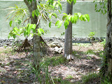 Iguana one's neighbor.