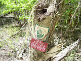 Evidently this tree can kill you. They even warn you from standing under when it's raining.