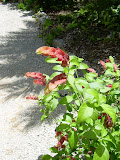 I don't know what most of these flowers are; but this in particular were interesting.