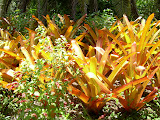 Some strange orange-yellow bushes.