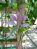 I know this, this is an orchid. Now gimme a cookie.