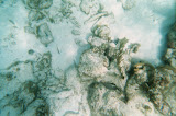 A bunch of little fish swimming about.