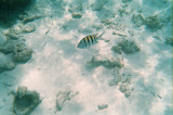 Stripped fish.