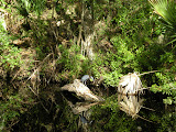 Heron looking in the river for food.