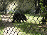 Black bear