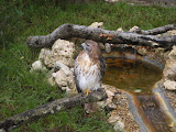 Falcon