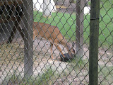 If I remember, this one is a Key Deer