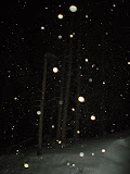 More tress in the snow.