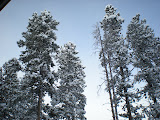 Pretty upward shot of the trees.