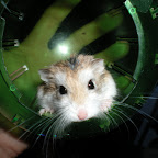 Kobito