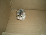 Blurry cute little thing.