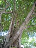 DSCN0727.JPG