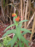 DSCN0742.JPG